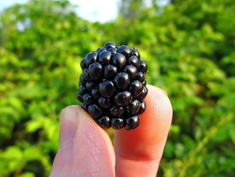 Nutrient-rich Foods